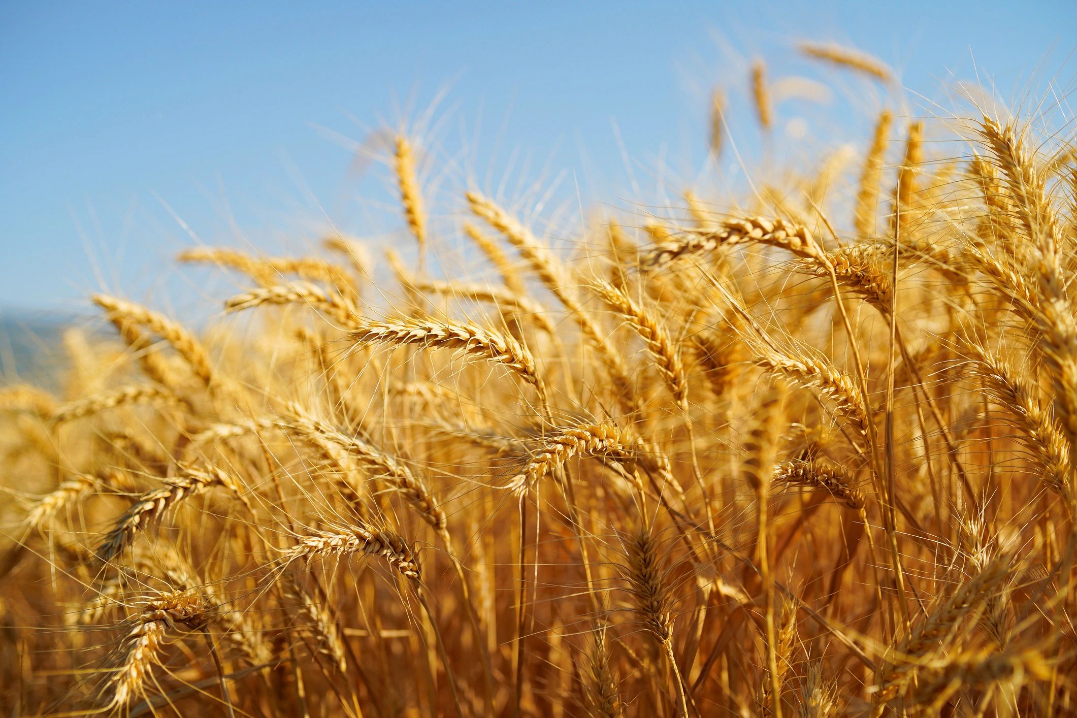 Close-up of wheat heads symbolizing grain quality and selection