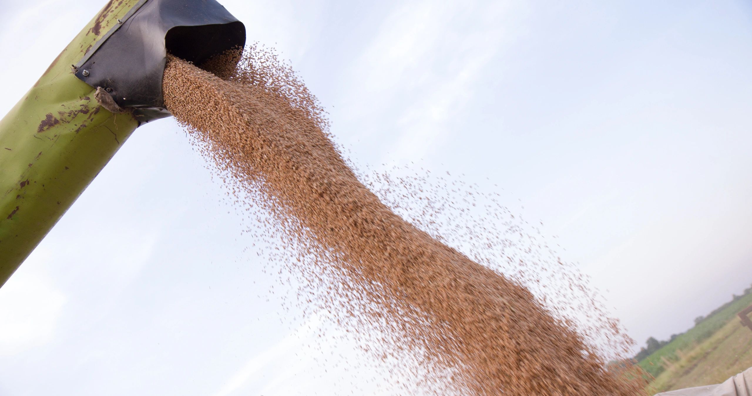 Wheat grain unloading representing bulk supply