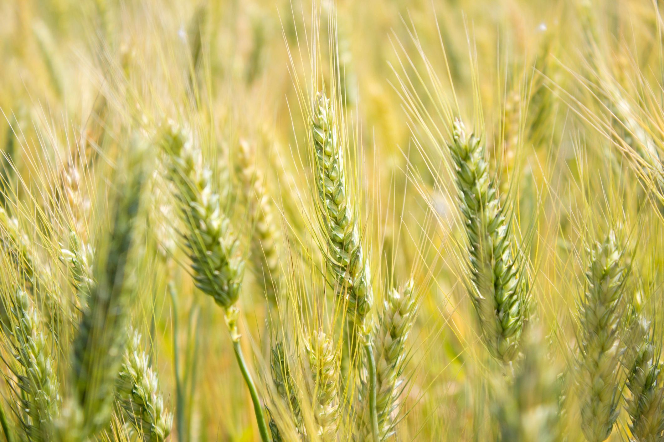 Close-up of wheat grains in a field